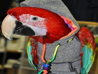 exhibiciones de aves